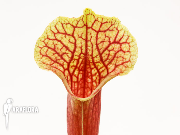 Sarracenia x ‚Smoorii‘