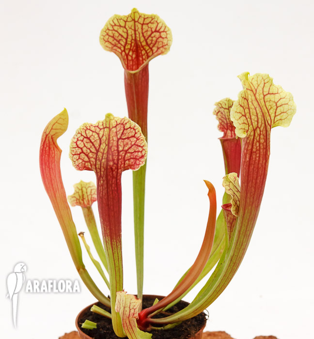 Sarracenia x ‚Smoorii‘