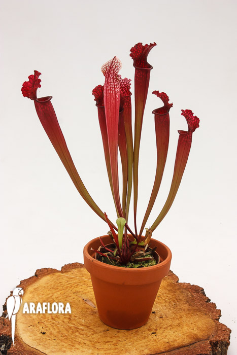 Sarracenia x ‚Stephensii‘