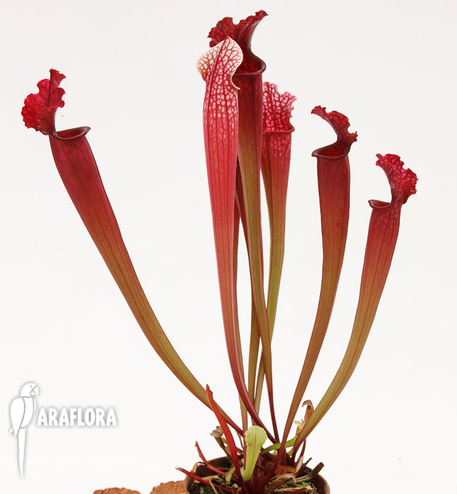 Sarracenia x ‚Stephensii‘