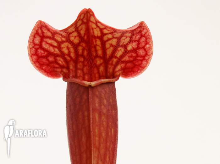 Sarracenia x ‚Tess‘