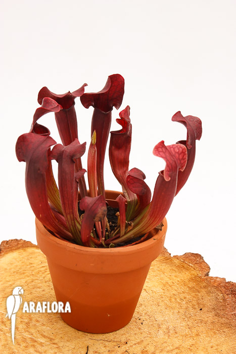 Sarracenia x ‚Tess‘