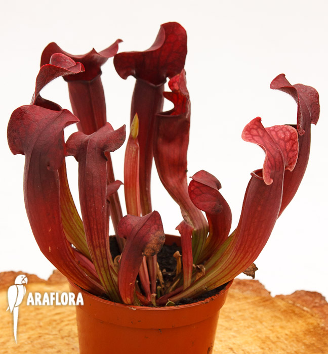 Sarracenia x ‚Tess‘