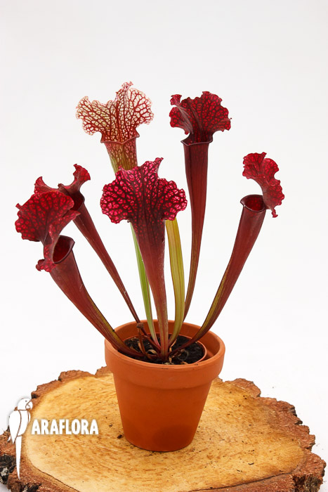 Sarracenia x ‚Thomas‘