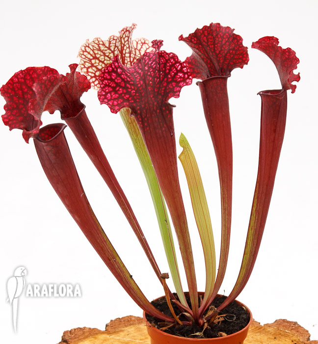 Sarracenia x ‚Thomas‘