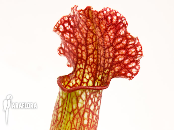 Sarracenia x ‚Velvet‘