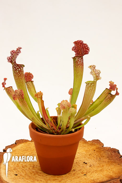 Sarracenia x ‚Velvet‘