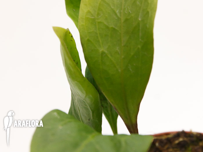 Utricularia alpina x endressii