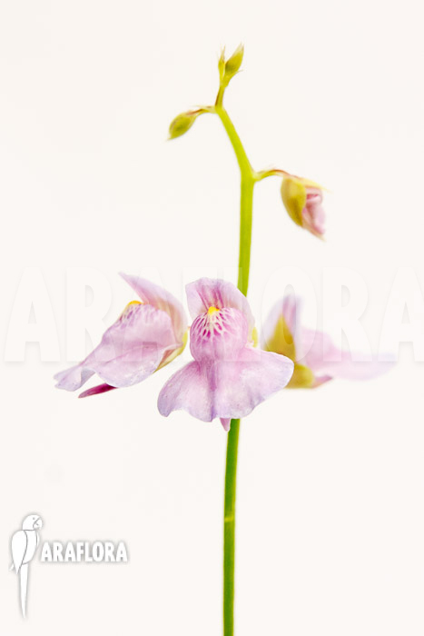 Utricularia calycifida