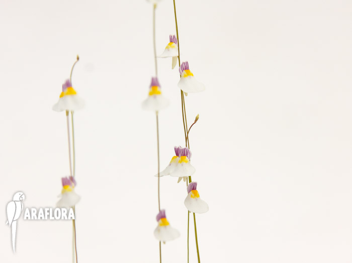Utricularia parthenopipes