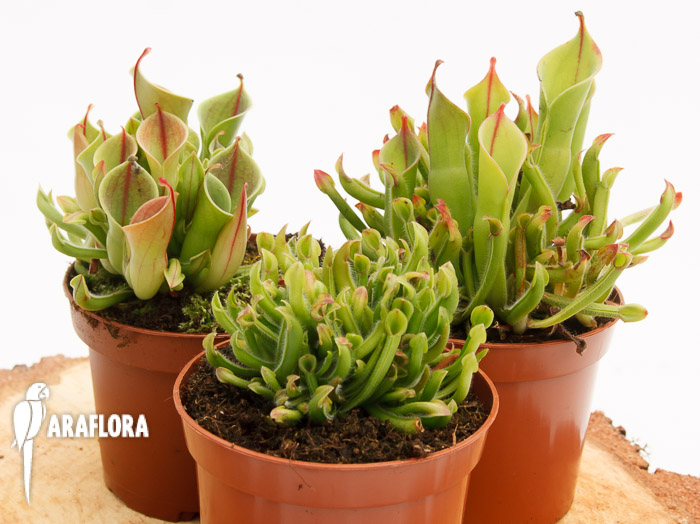 Zonnebekerplant Heliamphora mix 3x