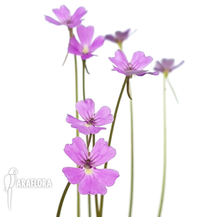 Pinguicula-emarginata-red-x-gypsicola-5