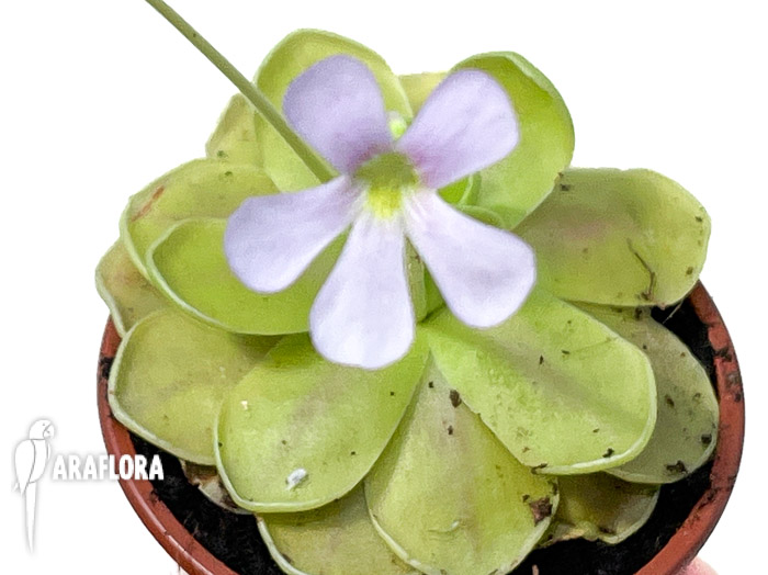 Pinguicula-kunlun-x-gigantea-1