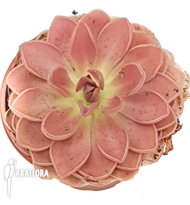 Pinguicula-moranensis-var-rosea-2