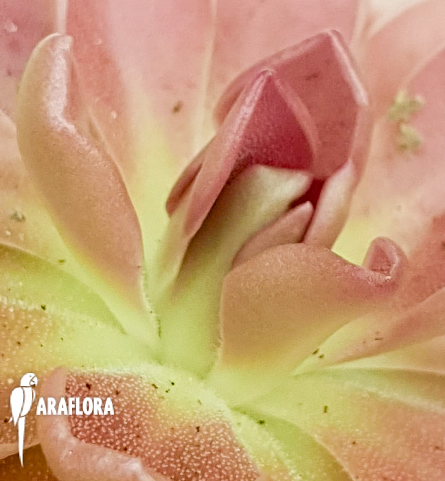 Pinguicula-moranensis-var-rosea-3