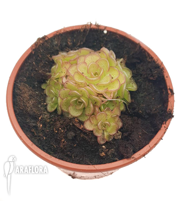 Pinguicula-rotundiflora-x-gracilis-2