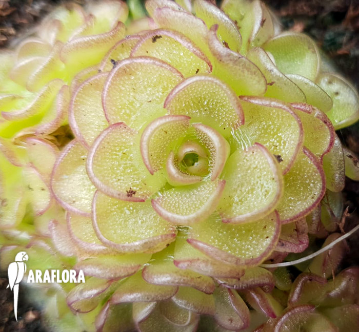 Pinguicula-rotundiflora-x-gracilis-4
