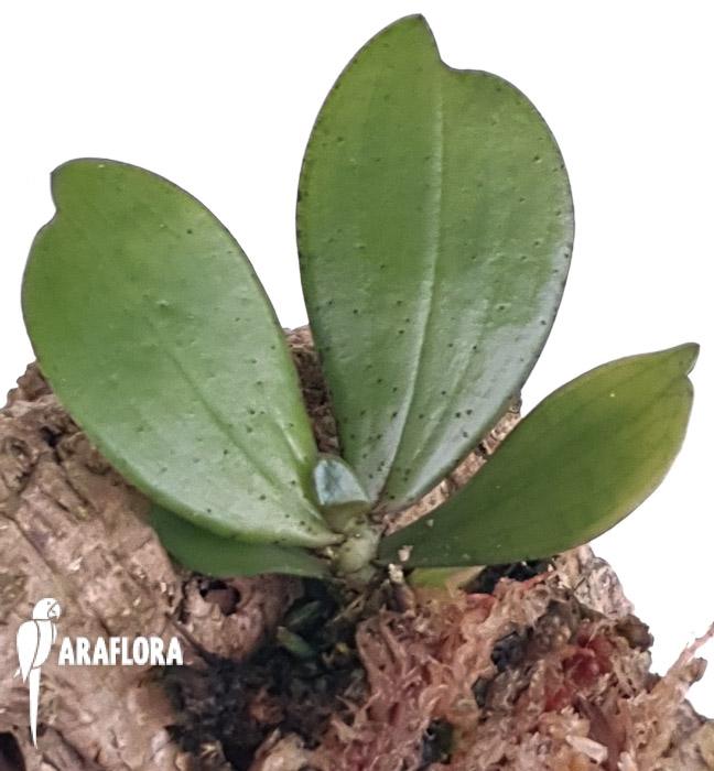 Aerangis bouarensis-5