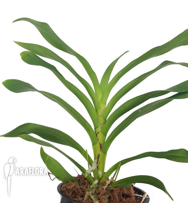 Angraecum calceolus 2