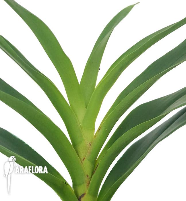 Angraecum calceolus 3