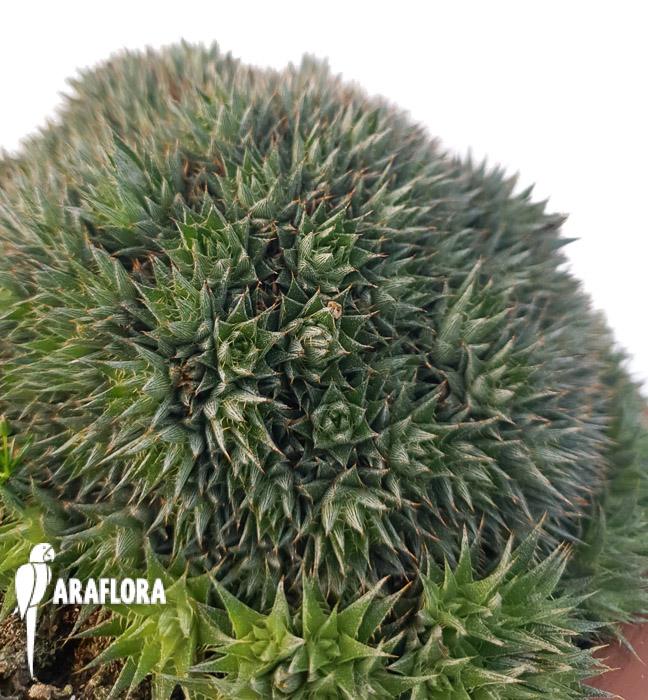 Deuterocohnia brevifolia 3