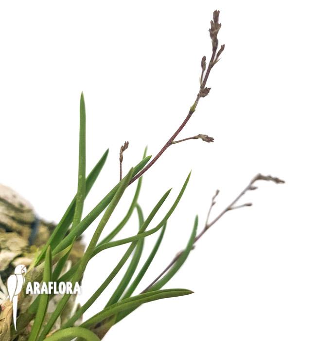 Encyclia gramatogloss 3