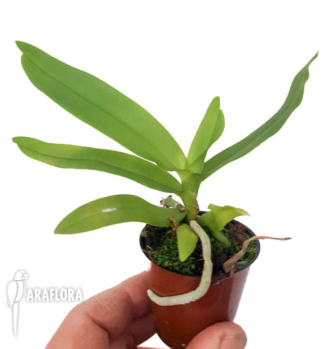 Gastrochilus japonicus-2