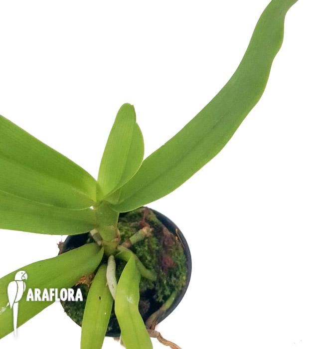 Gastrochilus japonicus-3