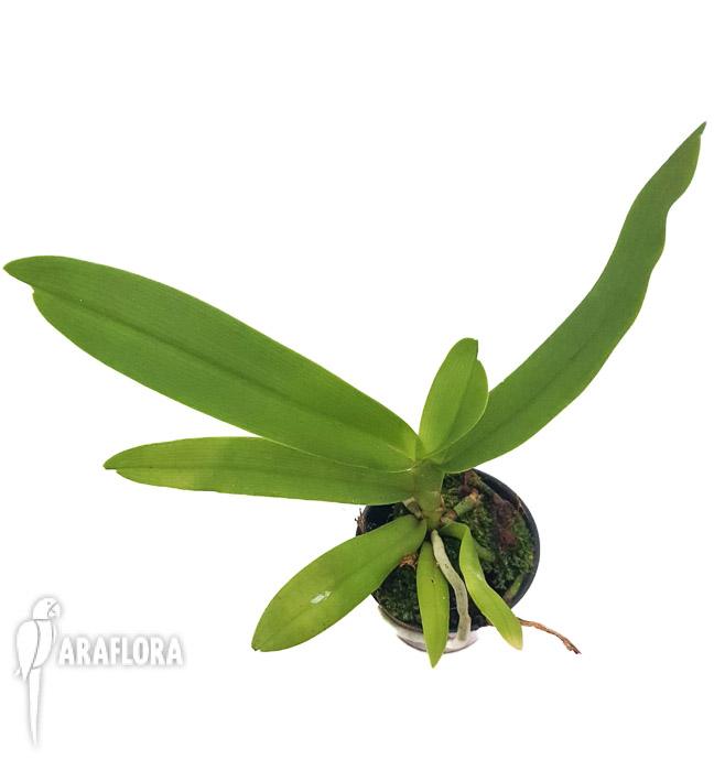Gastrochilus japonicus-5