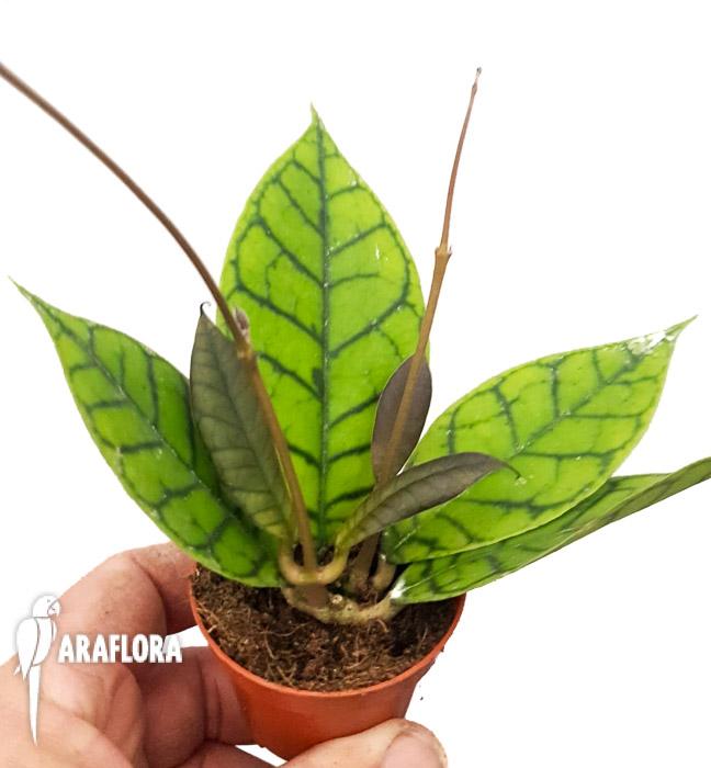 Hoya callistophylla2