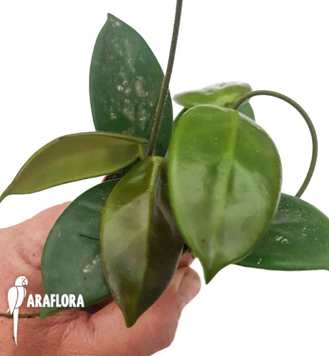 Hoya vangviengensis5