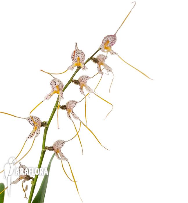 Masdevalllia polysticta blue 3