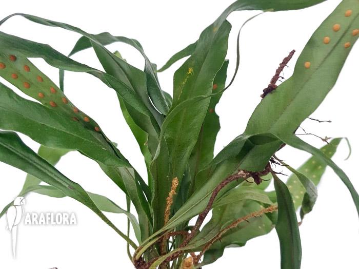 Microgramma sp ‚Costa rica‘-7