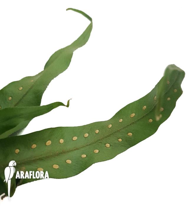 Microgramma sp ‚Costa rica‘-8