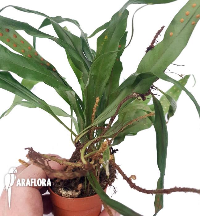 Microgramma sp ‚Costa rica‘