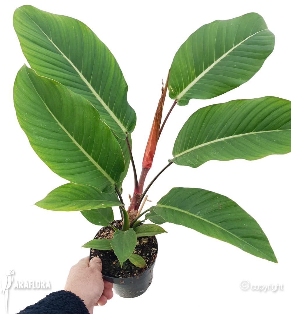Philodendron geniculatum ‚Jet Streak‘ 2