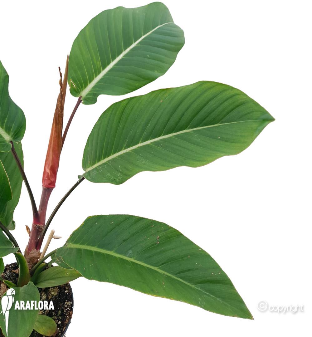 Philodendron geniculatum ‚Jet Streak‘ 3