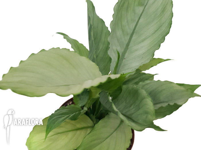 Spathiphyllum ‚Ghost‘-12