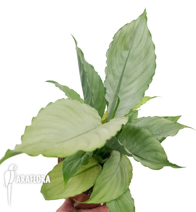 Spathiphyllum ‚Ghost‘-14