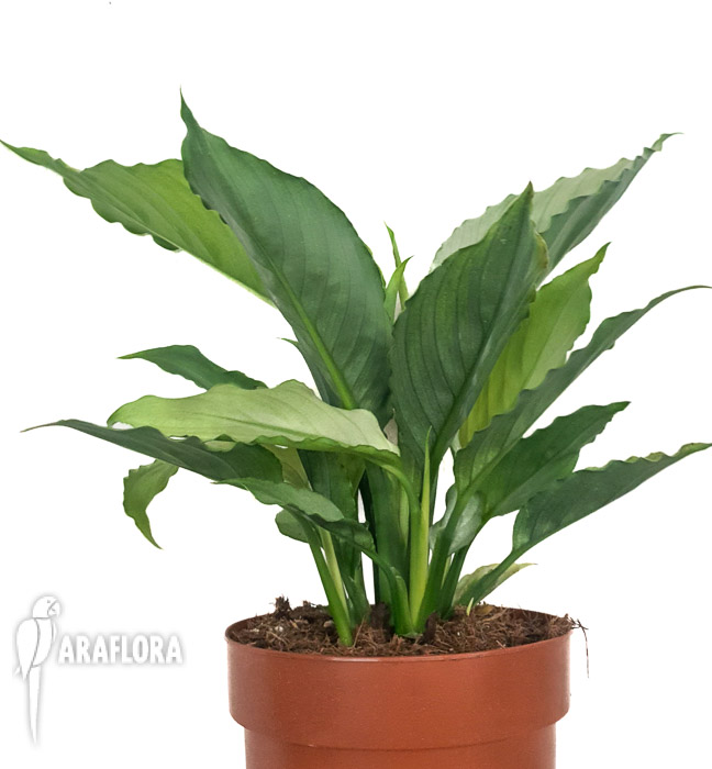 Spathiphyllum ‚Ghost‘-2