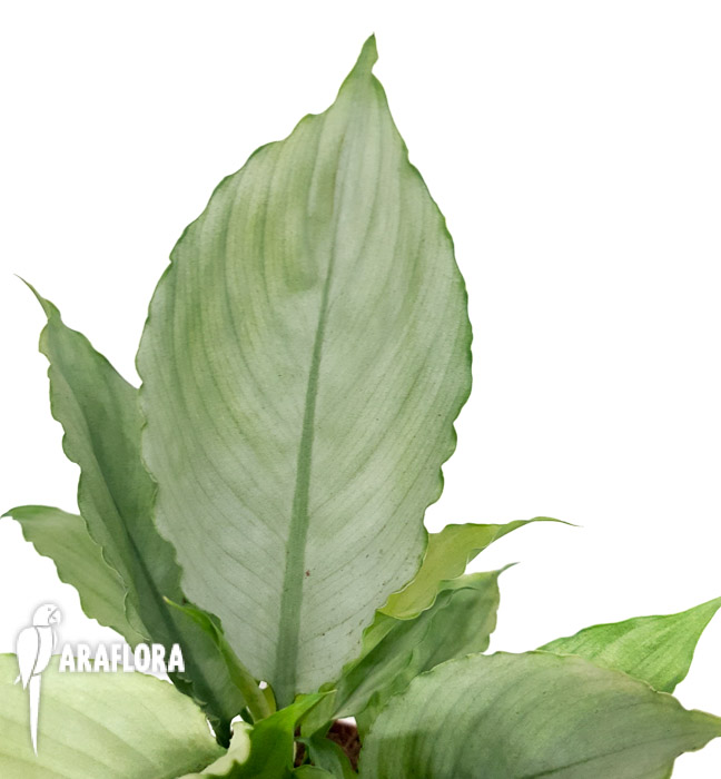 Spathiphyllum ‚Ghost‘