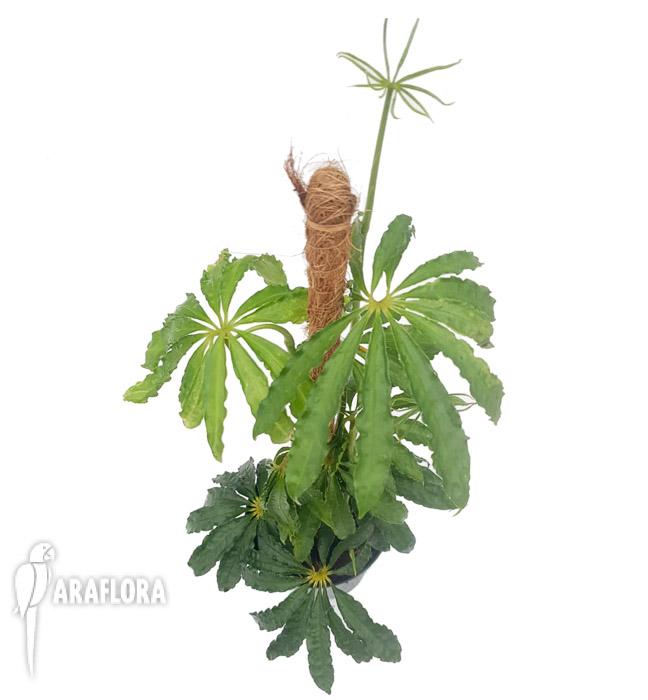 Anthurium polyschistum met stok