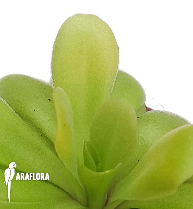 Pinguicula agnate x potosiensis4