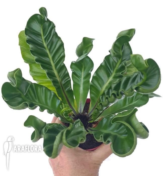 Asplenium nidus ‚Cobra’2