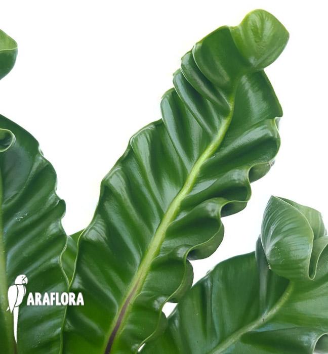 Asplenium nidus ‚Cobra’4