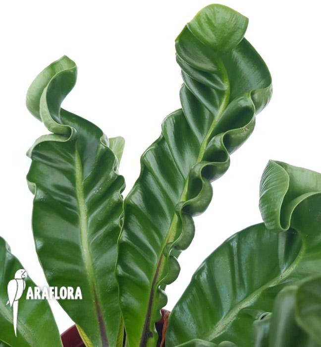 Asplenium nidus ‚Cobra’5
