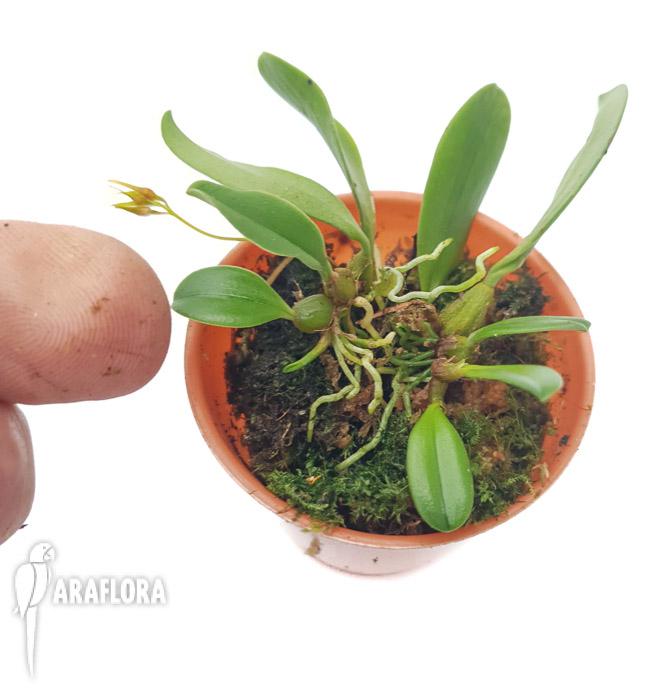 Bulbophyllum taiwanense ‚Starter’2