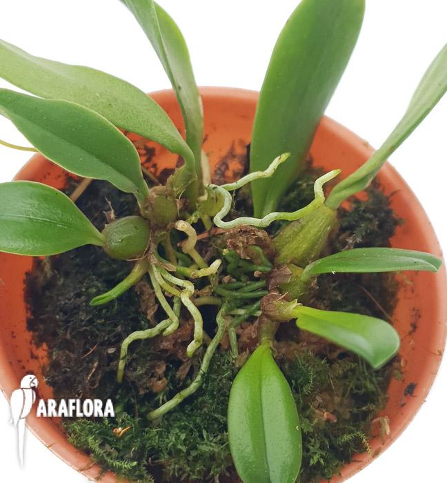 Bulbophyllum taiwanense ‚Starter’4