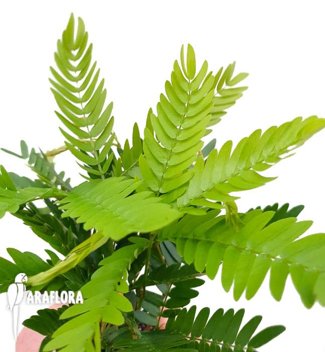 Cojoba arborea ‚Tamarin’3