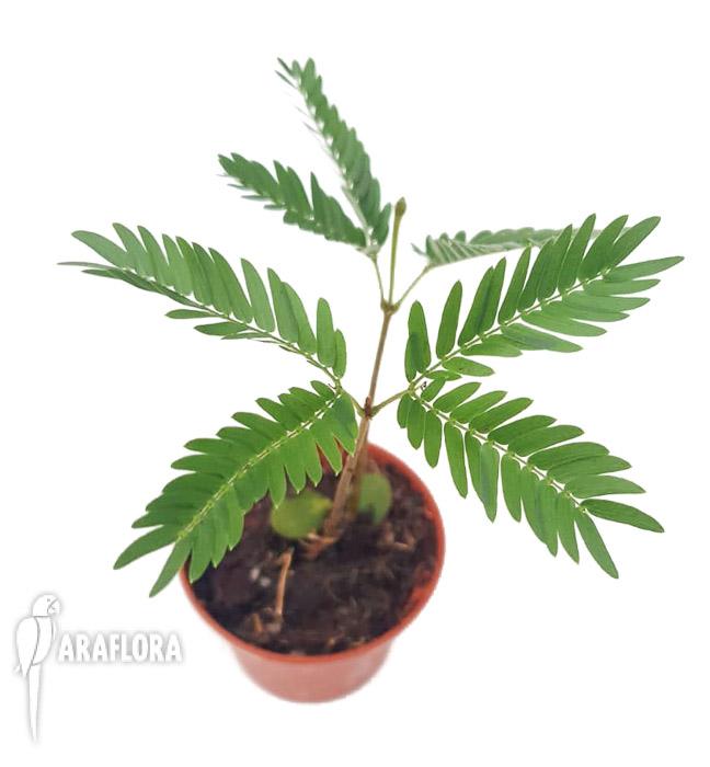 Cojoba arborea ‚Tamarin’4